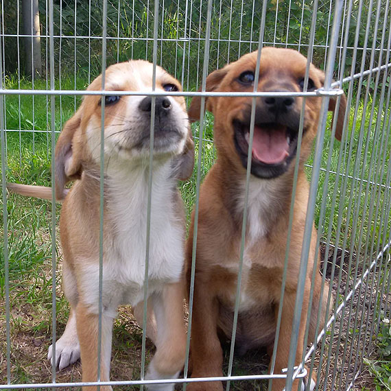 Szczenięta szukają nowego domu!