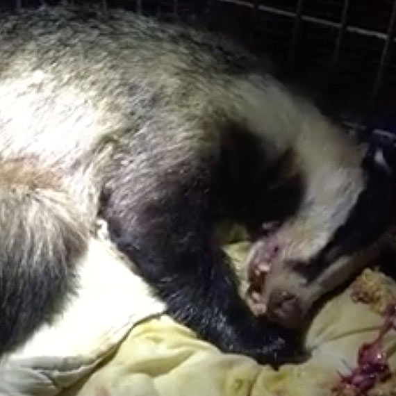 Alkohol zabi� Wandzi�