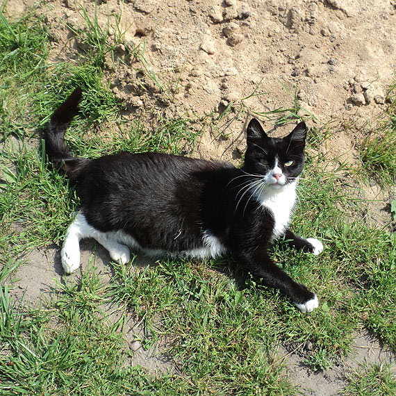 W Wolinie błąka się kotka. Może to Twoja zguba?