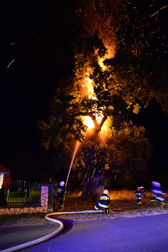  D�b Prastary o krok od zag�ady- „Wygl�da to na podpalenie, albo zapr�szenie ognia”. Zobacz film!