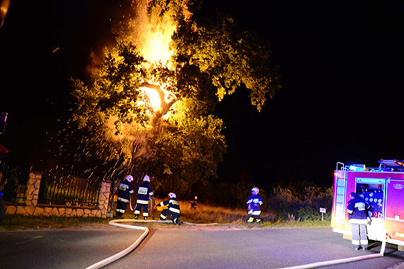  D�b Prastary o krok od zag�ady- „Wygl�da to na podpalenie, albo zapr�szenie ognia”. Zobacz film!