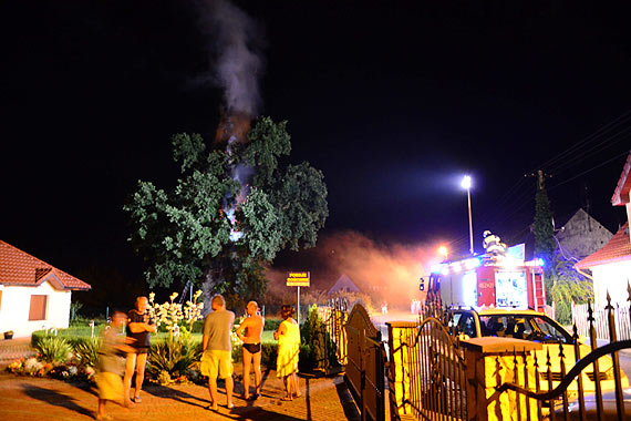  D�b Prastary o krok od zag�ady- „Wygl�da to na podpalenie, albo zapr�szenie ognia”. Zobacz film!