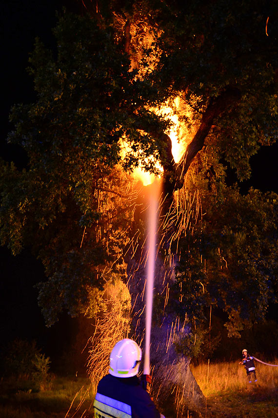  D�b Prastary o krok od zag�ady- „Wygl�da to na podpalenie, albo zapr�szenie ognia”. Zobacz film!