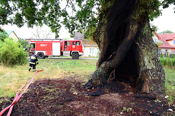  D�b Prastary o krok od zag�ady- „Wygl�da to na podpalenie, albo zapr�szenie ognia”. Zobacz film!