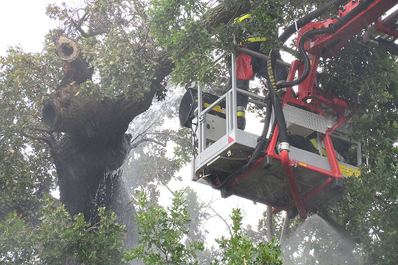 Akcja stra�ak�w wznowiona- Prastary D�b wci�� zagro�ony! Zobacz film!