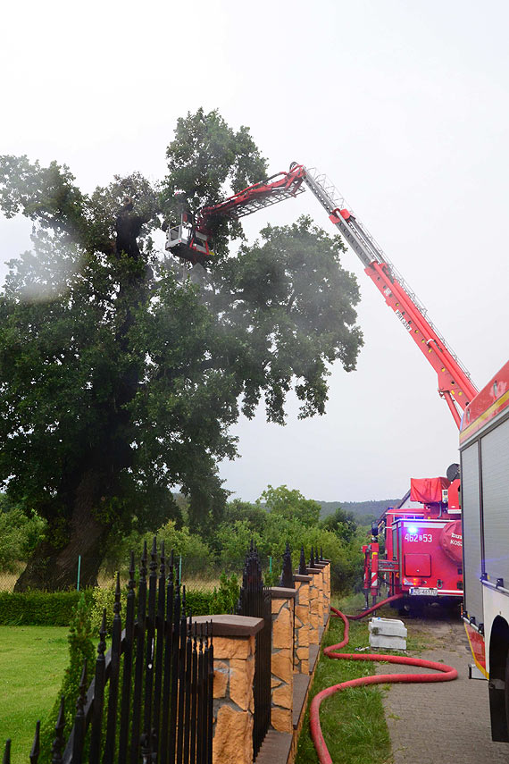 Akcja stra�ak�w wznowiona- Prastary D�b wci�� zagro�ony! Zobacz film!