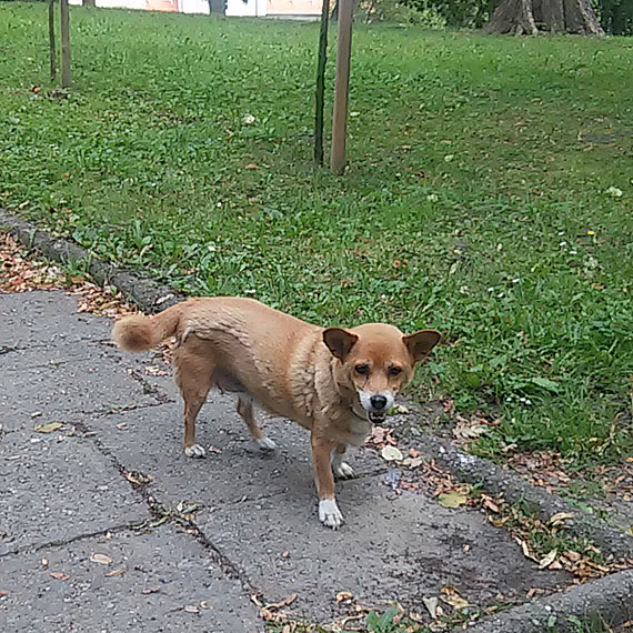 W Kamieniu Pomorskim b��ka si� piesek! Zobacz mo�e to Tw�j pupil!