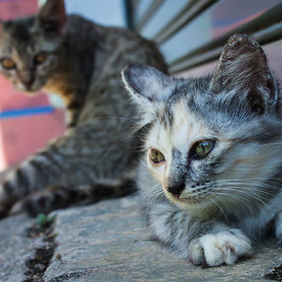 Kierowca zabi� dwa koty. Czytelnik: Nast�pni mog� by� ludzie