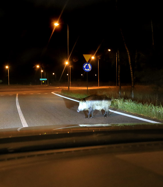 Je�dzisz w nocy? Uwa�aj, dziki na drodze to �mier�...