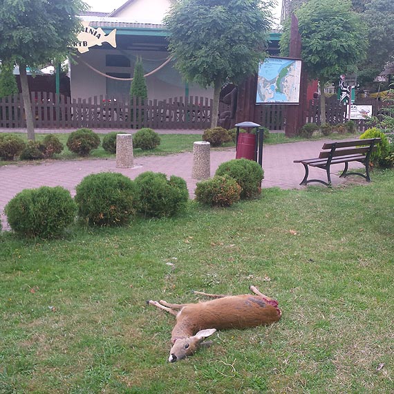 Czytelniczka: Miejscowe psy rozszarpa�y sarn�... Tamt�dy przecie� chodz� dzieci do szko�y!
