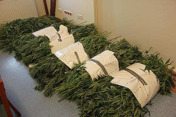 Funkcjonariusze CB�P zabezpieczyli blisko tysi�c krzak�w konopi