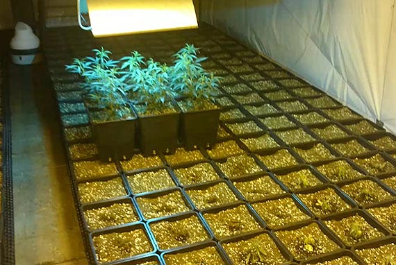 Funkcjonariusze CB�P zabezpieczyli blisko tysi�c krzak�w konopi