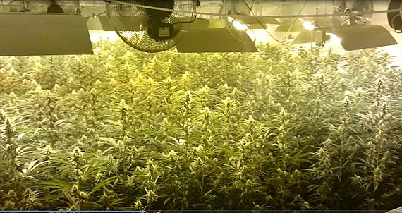 Funkcjonariusze CB�P zabezpieczyli blisko tysi�c krzak�w konopi