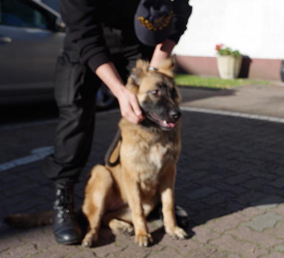 Pies czeka na właściciela