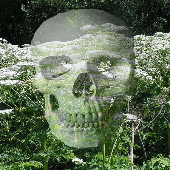 Gmina Kamie� Pomorski walczy z barszczem sosnowskiego!