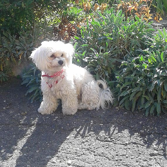 Zagin�� ukochany psiak 