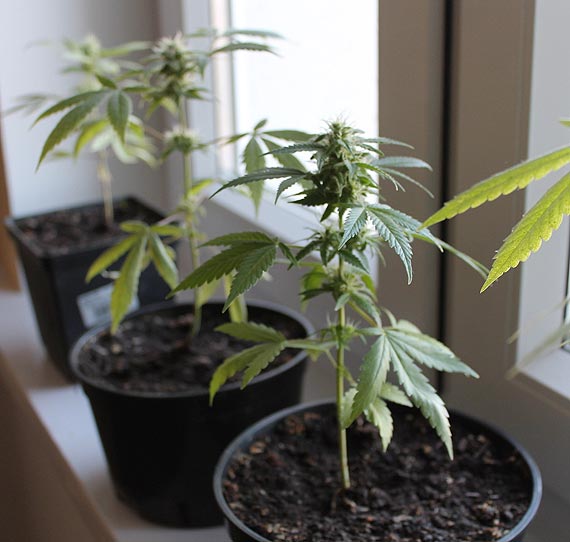 Uprawia� marihuan� na parapecie w mieszkaniu