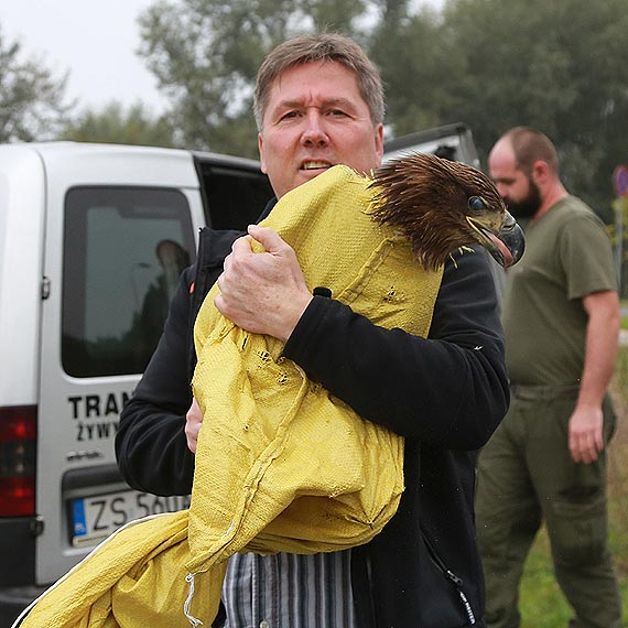 Orze� Bielik ju� na wolno�ci! Zobacz film! 