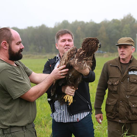 Orze� Bielik ju� na wolno�ci! Zobacz film! 