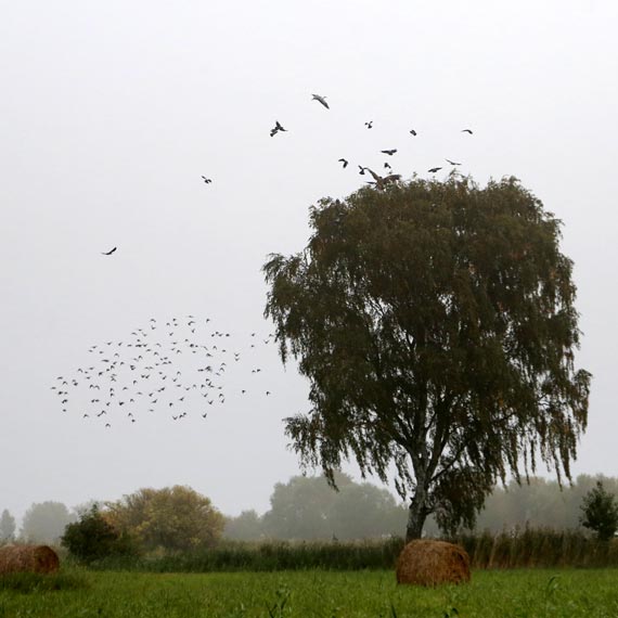 Orze� Bielik ju� na wolno�ci! Zobacz film! 
