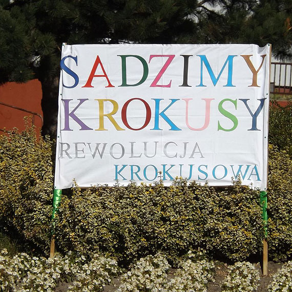 Krokusowa rewolucja w Golczewie