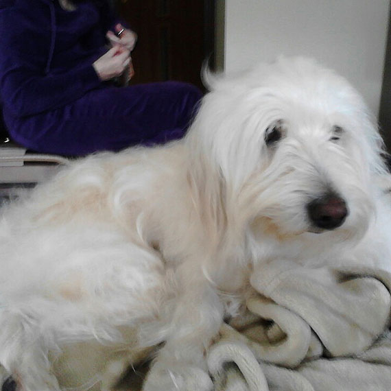 W Mi�dzywodziu b��ka�a si� suczka