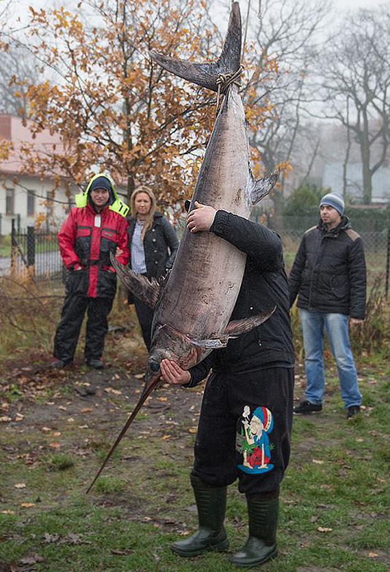 Pan Sylwester z�owi� ryb�-potwora! Miecznik wa�y ponad 61 kilogram�w i ma 2 metry d�ugo�ci! Zobacz film!