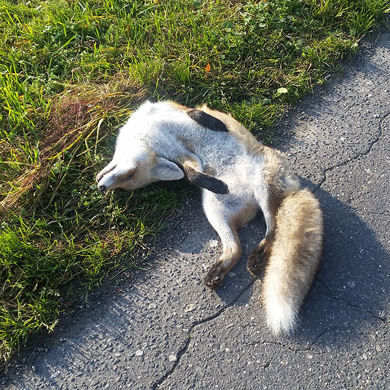 Lis�w nie jadamy!