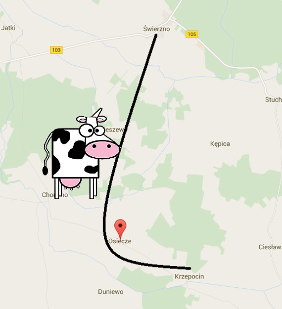 Podr�niczka Marycha odnaleziona! Krowa zako�czy�a swoj� ucieczk� w miejscowo�ci Osiecze!