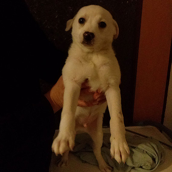 Szukamy waciciela dla 3 licznych szczenit