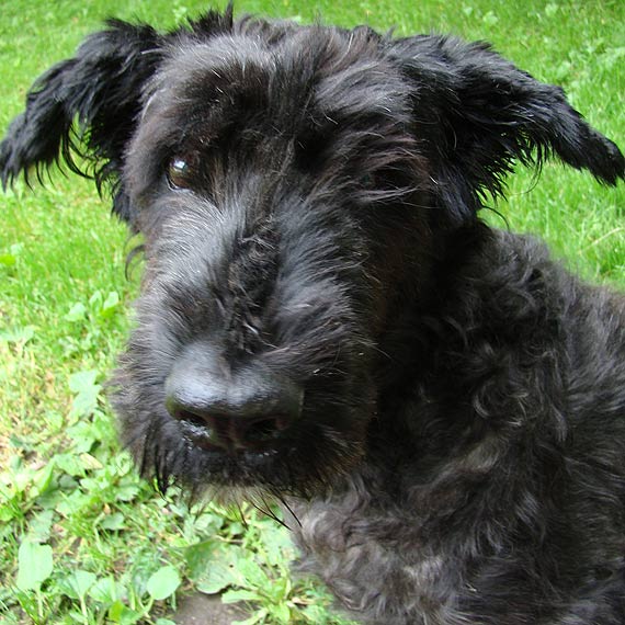 Szukamy Koffi. Wybiegła z domu podczas pożaru w Miłachowie