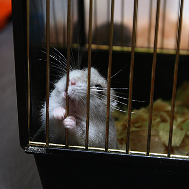 �winouj�cie: 8-latkowie chcieli ukra�� chomika!