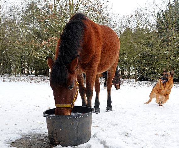 Wielka miłość Gines i Gustawa! Czyli jak pies zaprzyjaźnił się z koniem!