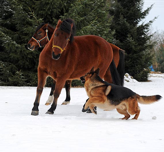 Wielka mio Gines i Gustawa! Czyli jak pies zaprzyjani si z koniem!