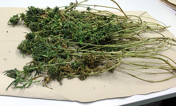 Uprawia� marihuan� w garderobie