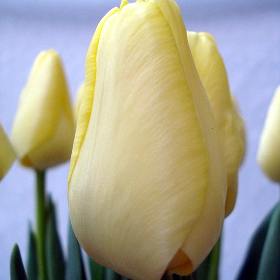 Co z miejscem upamitniajcym zbrodni katysk i ofiary katastrofy smoleskiej