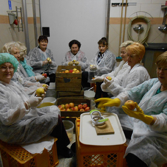 Suszenie jabłek przez słuchaczy kamieńskiego UTW