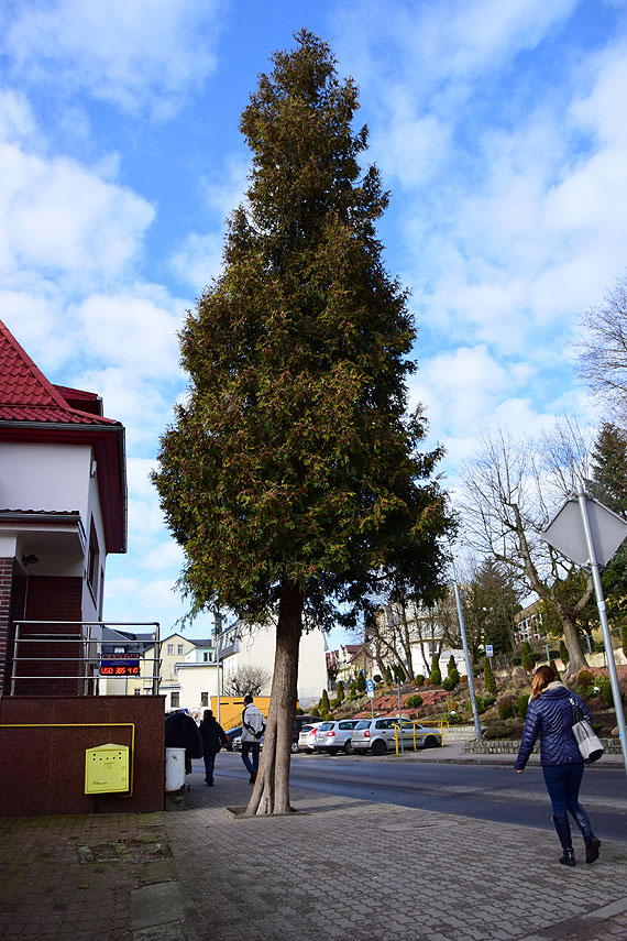 Czytelnik: Gupota ludzka nie zna granic. W Midzyzdrojach wandal wyadowa swoje frustracje na drzewie…