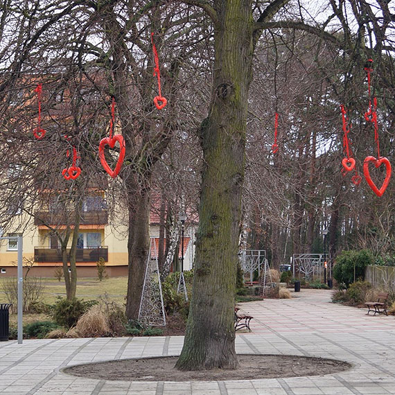 Drzewo zakochany w Dziwnowie!