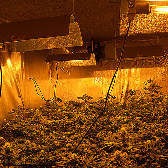 Policjanci zlikwidowali plantacj� konopi indyjskich. Zabezpieczono 318 krzew�w! 