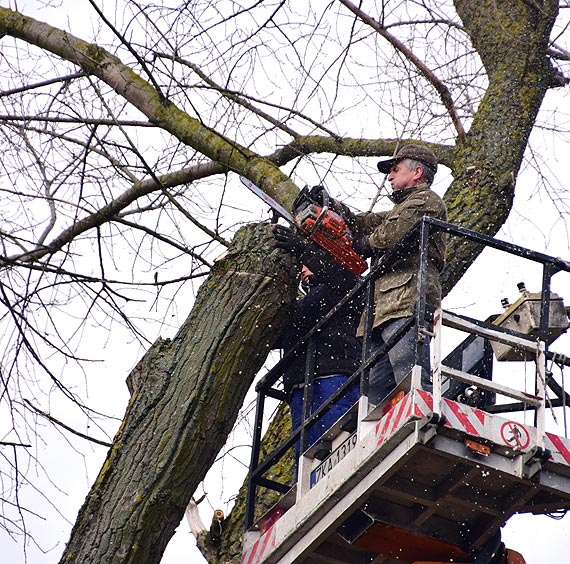 W Lubinie wycito niebezpieczn topol. Zobacz film!