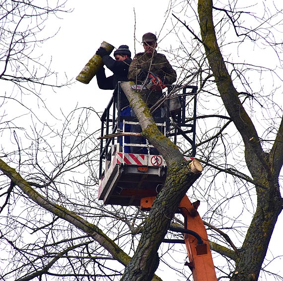 W Lubinie wycito niebezpieczn topol. Zobacz film!