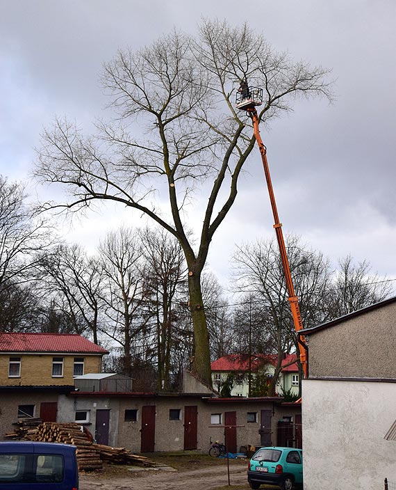 W Lubinie wycito niebezpieczn topol. Zobacz film!