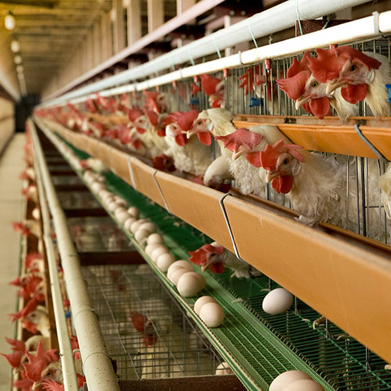 Nie kupujcie jajek z numerem 3! Ruszya kampania „Jak one to znosz”