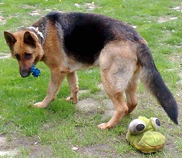 Pobierowo: Szukamy owczarka niemieckiego