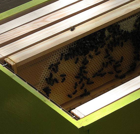 Z dziaki w Golczewie ukradli 3 wielkopolskie ule, ktre byy pamitk rodzinn! Za pomoc w ich odnalezieniu czeka nagroda!