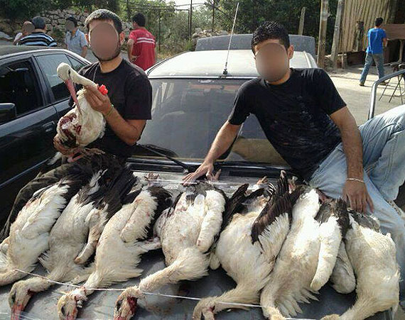 Sprawd czy twj bocian wrci do gniazda. W Libanie morduj nasze bociany!