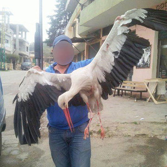 Sprawd czy twj bocian wrci do gniazda. W Libanie morduj nasze bociany!