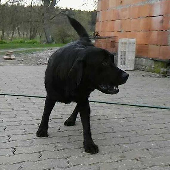 Uwaga, znaleziono labradora - poszukujemy waciciela