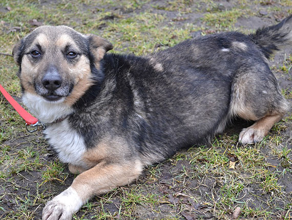 Trzeba głaskać i już! Psiaki szukają domu! Nie pozwól im dłużej czekać!